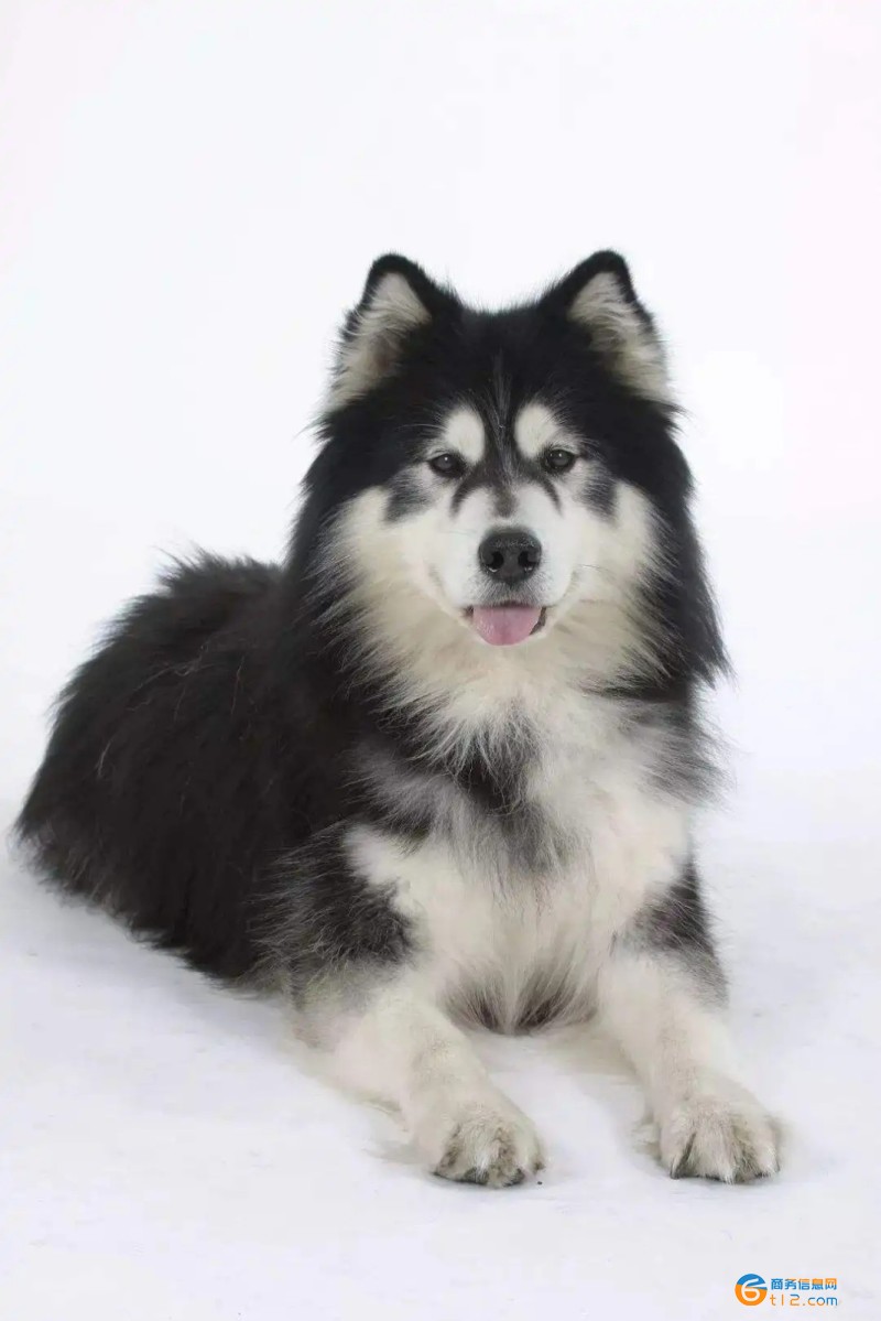 阿拉斯加犬多少钱一只