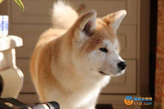 建议穷人养的10种狗